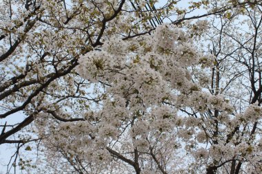  baharda görmek için güzel çiçekler