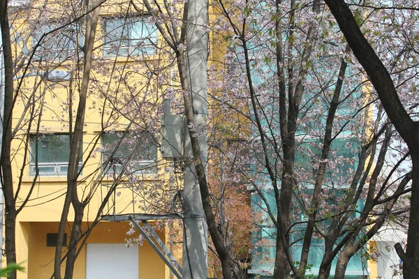 Hermosas Flores Para Ver Primavera — Foto de Stock