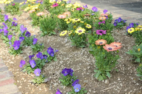 Piękne Kwiaty Aby Zobaczyć Wiosnę — Zdjęcie stockowe