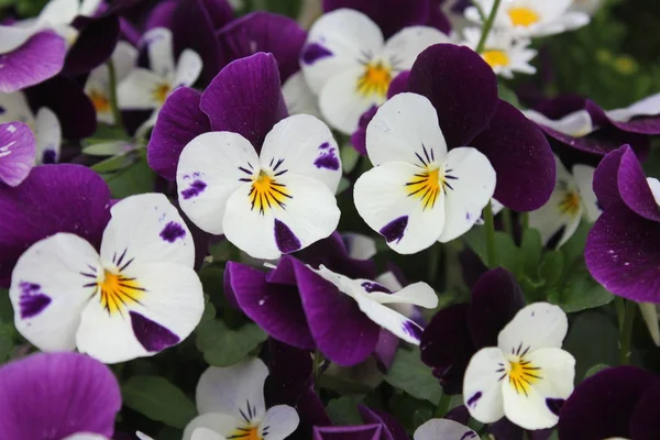 Hermosas Flores Para Ver Primavera —  Fotos de Stock