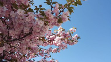 güzel bir pembe bahar çiçeği