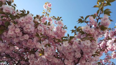 güzel bir pembe bahar çiçeği