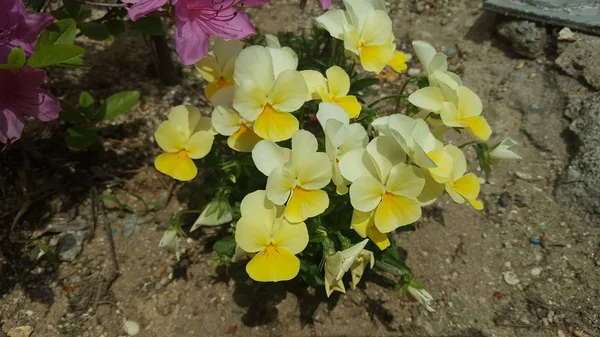 Piękne Wiosenne Kwiaty Które Dają Radość — Zdjęcie stockowe