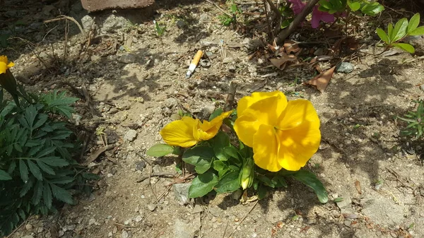 Belles Fleurs Printanières Qui Donnent Joie — Photo