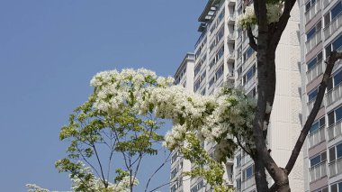 güzel ve güzel bahar çiçekleri