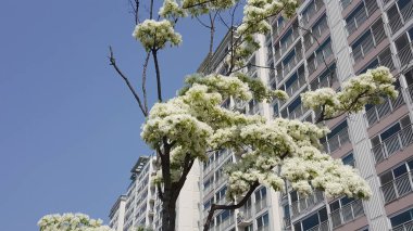 güzel ve güzel bahar çiçekleri