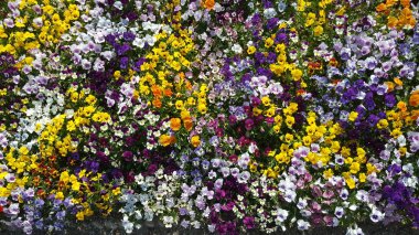 güzel ve güzel bahar çiçekleri