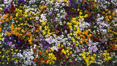 güzel ve güzel bahar çiçekleri