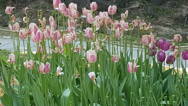 Schöne Und Hübsche Frühlingsblumen — Stockfoto