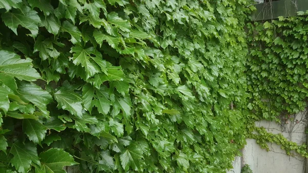 Blauer Efeu Wächst Der Wand — Stockfoto