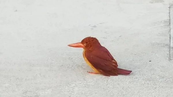 Pájaro Con Una Misteriosa Pluma Roja — Foto de Stock