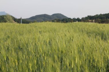 Doğanın harika ve güzel manzaraları