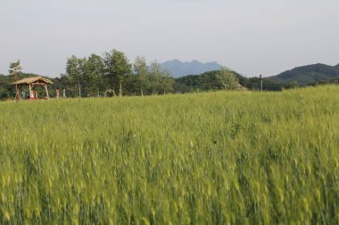 Doğanın harika ve güzel manzaraları