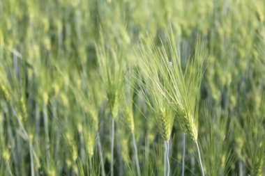 Doğanın harika ve güzel manzaraları