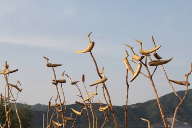 Doğanın harika ve güzel manzaraları