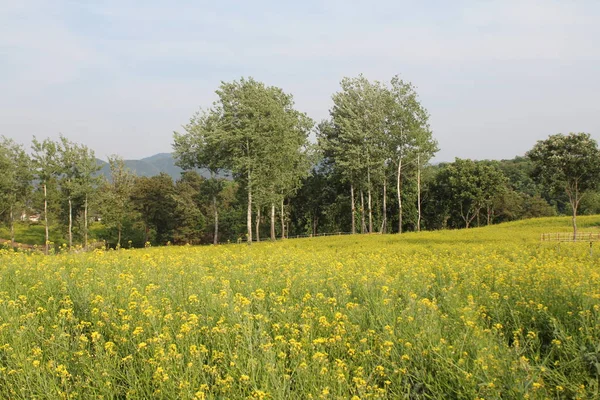 Wunderbare Und Schöne Szenen Der Natur — Stockfoto