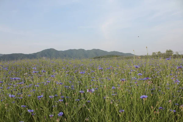 素晴らしい美しい自然風景 — ストック写真