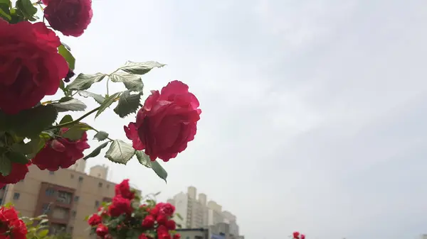 Bloemen Bloeien Prachtig Straat — Stockfoto