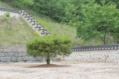 kısa bir bahçede bir çam ağacı.