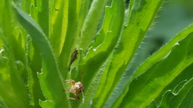 çeşitli şekiller çeşitli yeşil yaprakları herhangi.