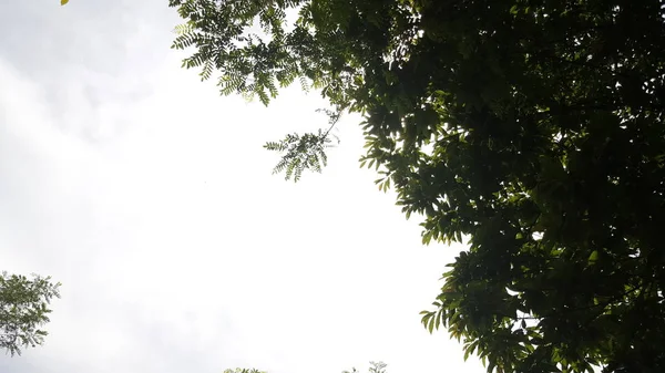 Вид Небо Между Деревьями — стоковое фото