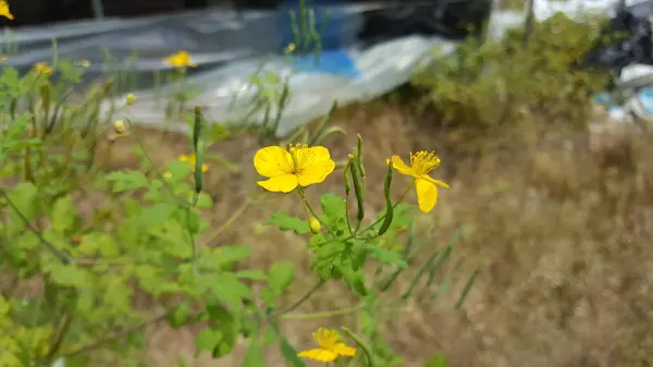 Όμορφο Μικρό Φυσικό Κίτρινο Λουλούδι — Φωτογραφία Αρχείου