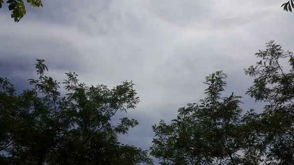 Het Uitzicht Lucht Tussen Bomen — Stockfoto