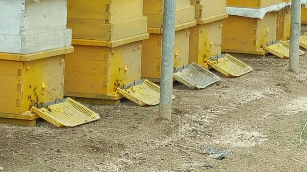 Gelbe Bienenstöcke Denen Honigbienen Leben — Stockfoto