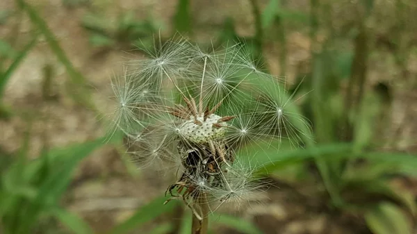 Beau Pissenlit Dans Vent — Photo