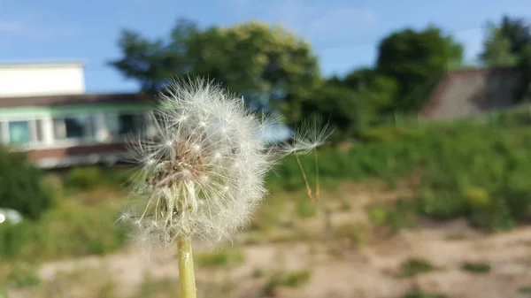 Dandelse Zaden Wuivende Wind — Stockfoto