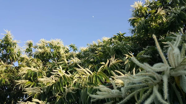 Zielone Kasztanowe Kwiaty Kasztanowca — Zdjęcie stockowe