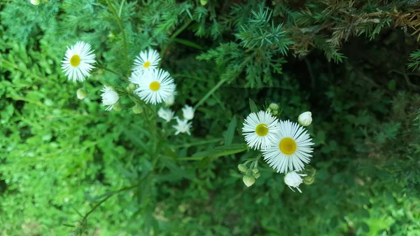 Kleine Hübsche Weiße Blume — Stockfoto