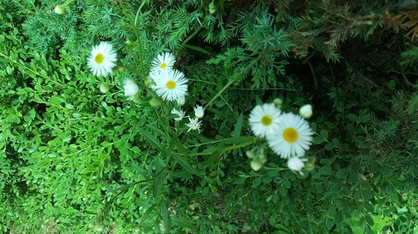 Kleine Hübsche Weiße Blume — Stockfoto