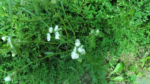 Pequena Flor Branca Selvagem Bonita — Fotografia de Stock