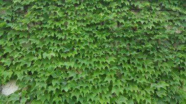 duvarları kaplayan yeşil bir sarmaşık.