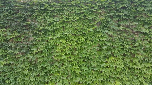 Ένα Πράσινο Κισσός Που Καλύπτει Τους Τοίχους — Φωτογραφία Αρχείου