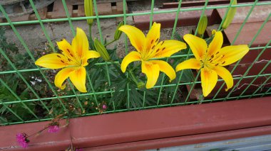 Sarı zambaklar yolda güzel çiçek açıyor