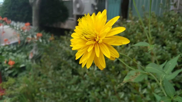 一朵漂亮的小花 — 图库照片