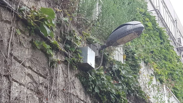 Eine Schöne Straßenlaterne Einem Park — Stockfoto