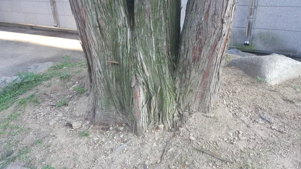 Pohon Yang Indah Dan Tampan — Stok Foto