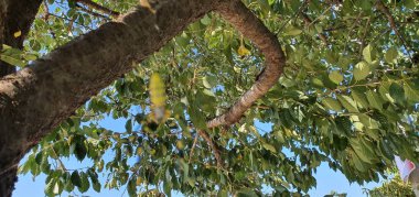 bir ağ da bir örümcek görünümü