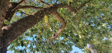 bir ağ da bir örümcek görünümü