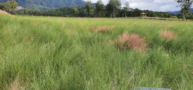 Güzel bir doğa manzarası.