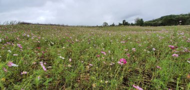 Güzel bir doğa manzarası.