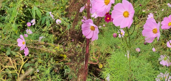 Een Prachtig Uitzicht Natuur Zijn Gemak — Stockfoto