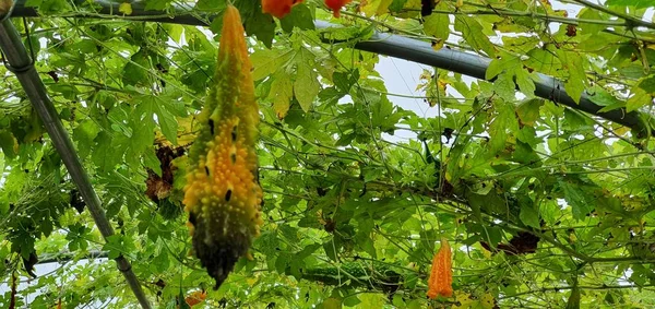 Schöne Aussicht Auf Die Natur — Stockfoto