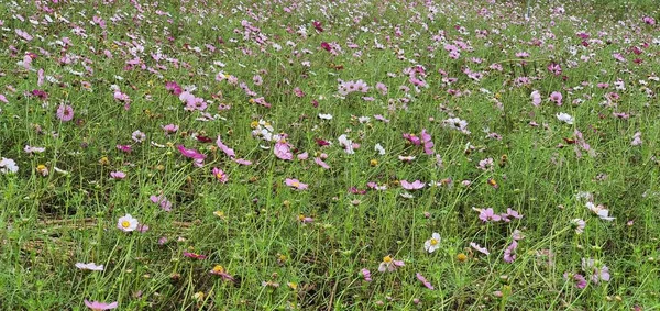 Een Prachtig Uitzicht Natuur Zijn Gemak — Stockfoto