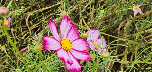 Een Prachtig Uitzicht Natuur Zijn Gemak — Stockfoto