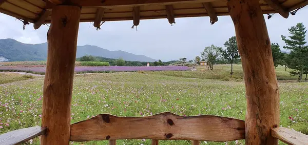 Uma Bela Vista Natureza Vontade — Fotografia de Stock