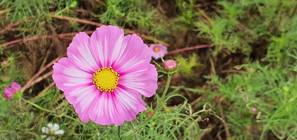 Schöne Aussicht Auf Die Natur — Stockfoto